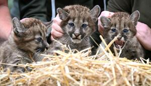 Neugeborene Puma-Drillinge im Tierpark Ströhen