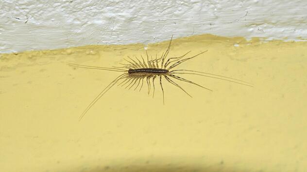 Ein Spinnenläufer, wissenschaftlich Scutigera coleoptrata.