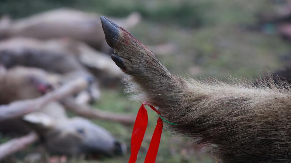 Vermarktung von Wildbret in Sachsen-Anhalt