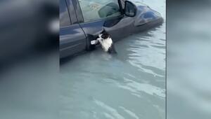 Katze hängt an Auto im Wasser
