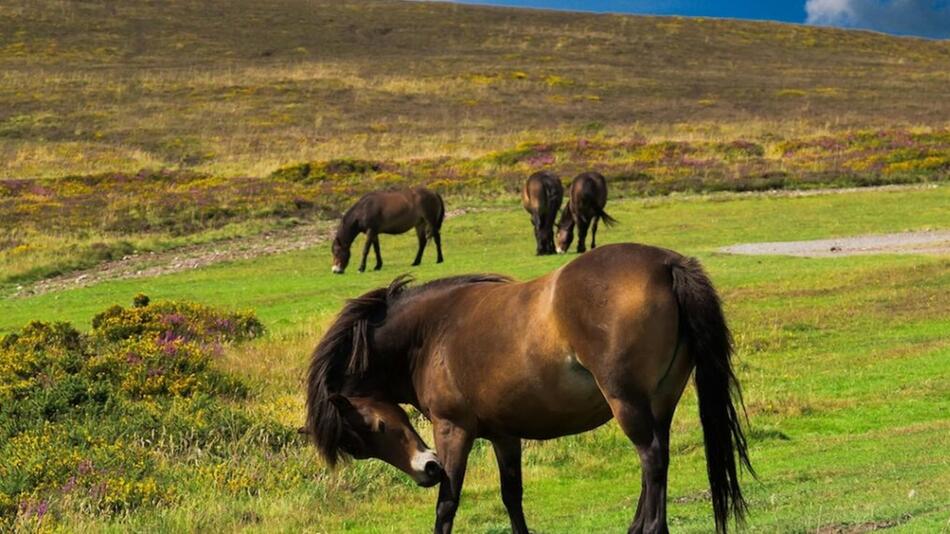 Der Nationalpark gehört zu den schönsten in Europa