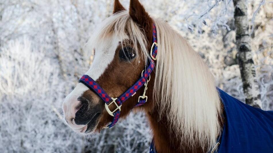 Pferde im Winter: Wann wird es zu kalt zum Reiten?