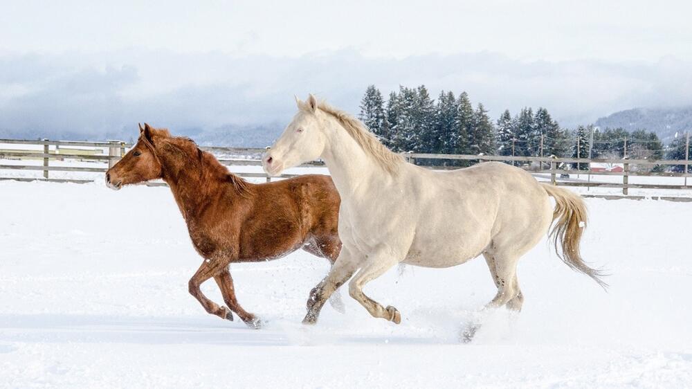 Braunes und weißes Pferd im Schnee.