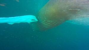 Riesen im eiskalten Meer: Schnorchler trifft vor Norwegen auf zwei Buckelwale