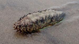 Mysteriöses Wesen am Strand: Das steckt hinter der schillernden Seemaus!
