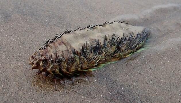 Mysteriöses Wesen am Strand: Das steckt hinter der schillernden Seemaus!
