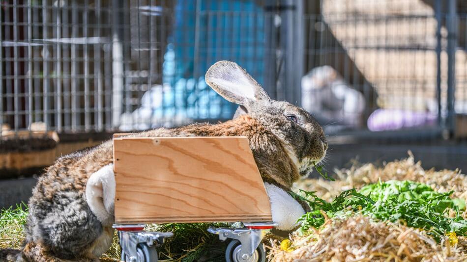 Der gelähmte Hase "Hot Wheels"