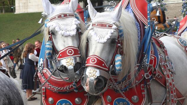Kutschpferde auf dem Oktoberfest