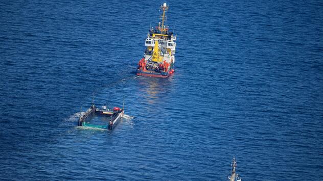 Weitere Entwicklung zum Buckelwal in der Ostsee