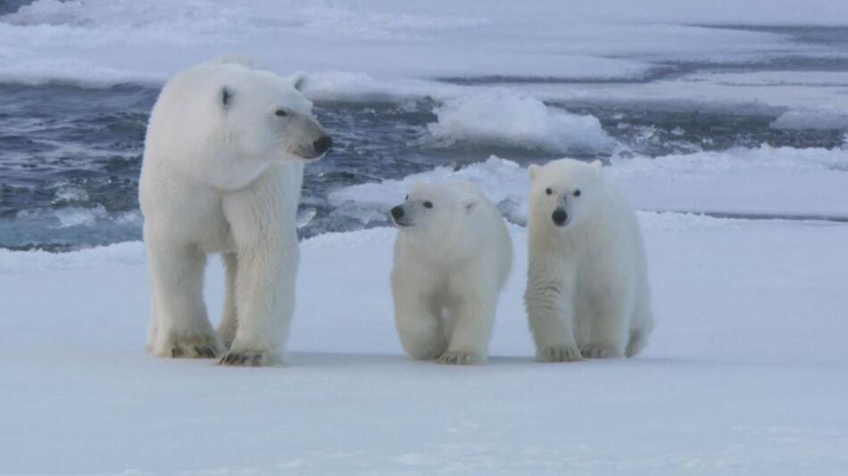 Eisbären, Siedlungen, Klima