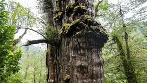 ältester Baum der Welt