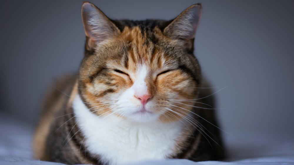 Catloaf: Das bedeutet die Schlafposition