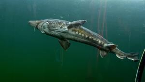 Giganten unter Wasser – die größten Fische Deutschland