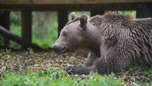 Medizinischer Durchbruch: Lebensrettende OP bei Braunbär Boki