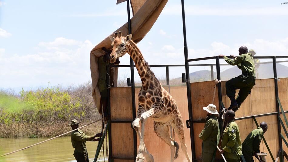Neun Giraffen in Kenia umgesiedelt