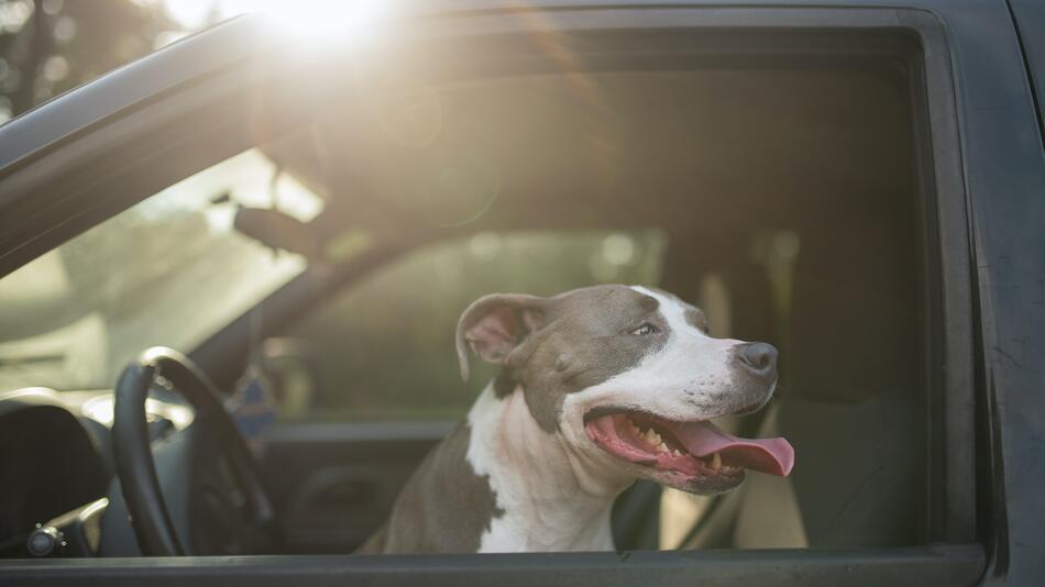 Bei dem Unfall saß ein Hund am Steuer.