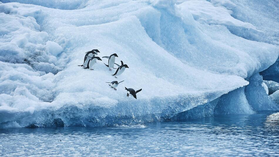 Pinguine springen von einer Eisscholle
