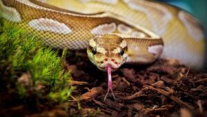 Königspython, Python regius