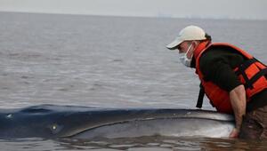 Seiwal in einem Fluss in Argentinien gestrandet