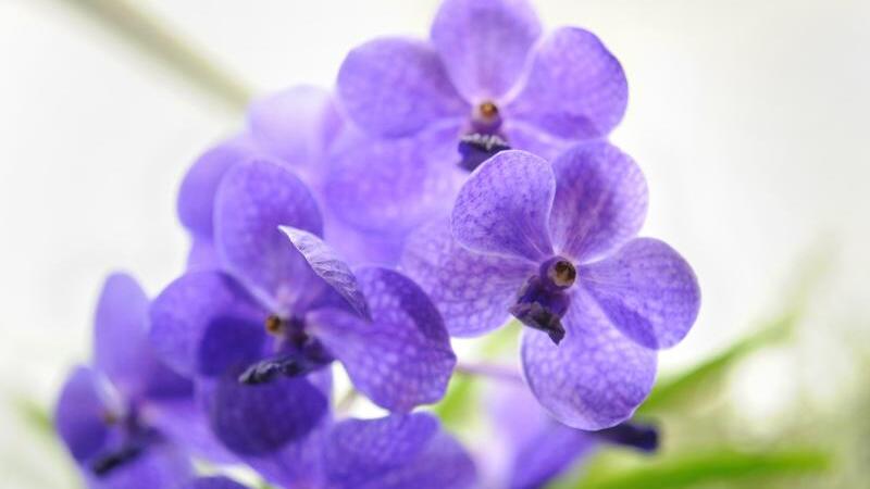 Orchidee Vanda