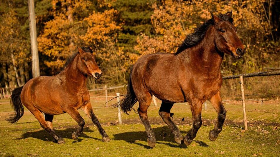 7 Fakten zu den Ponys der Bergbauern.