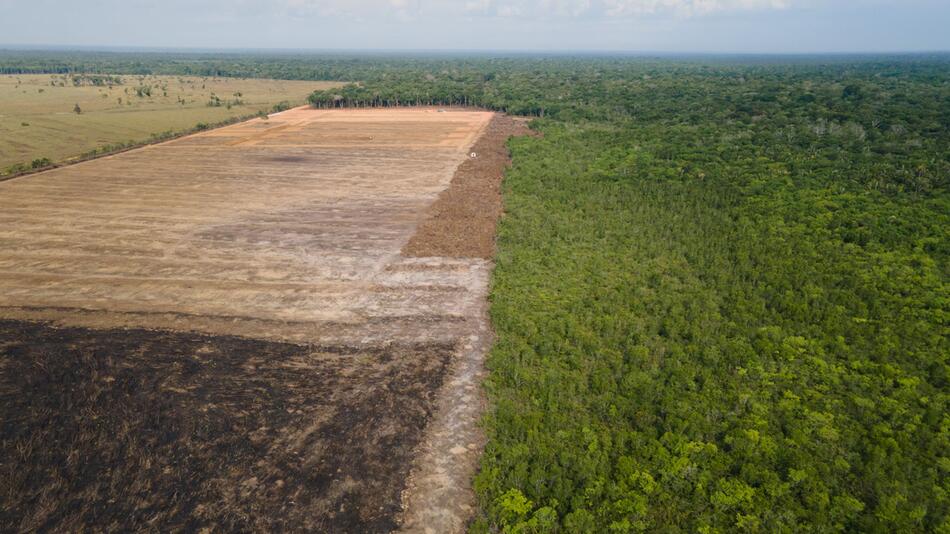 EU Commission wants to postpone deforestation law