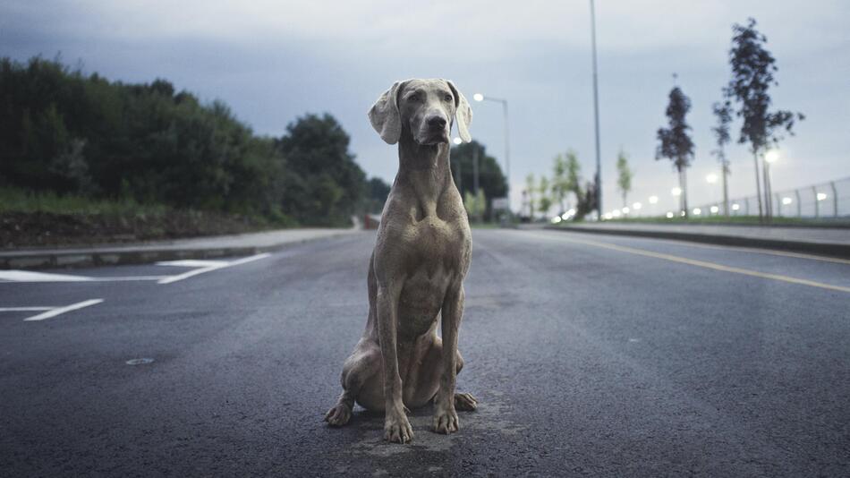 Ausgebüxter Hund sorgt für eine Vollsperrung.