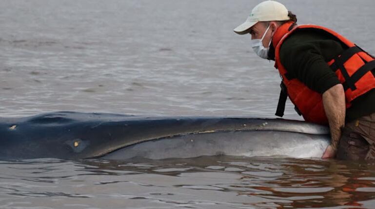Seiwal in einem Fluss in Argentinien gestrandet