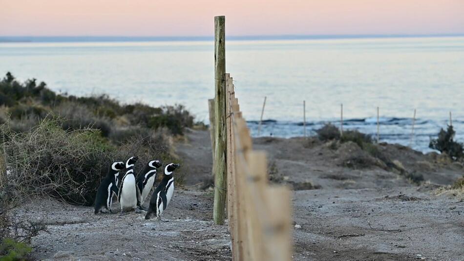 Argentinien, Punta Tombo, Halbinsel, Tierschutzreservat, Magellan-Pinguine, Elektrozaun, 2021