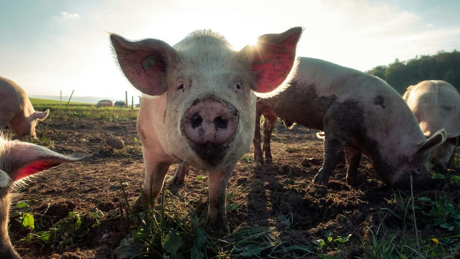 Ampel-Aus führt zu Aus des Tierschutzgesetzes.