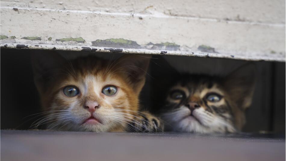 Wie man Streunerkatzen helfen kann