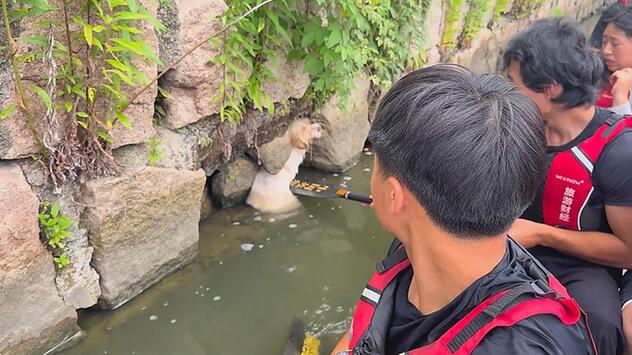 Versteckt in der Flussmauer: Drachenboot-Crew rettet gestrandeten Hund in China