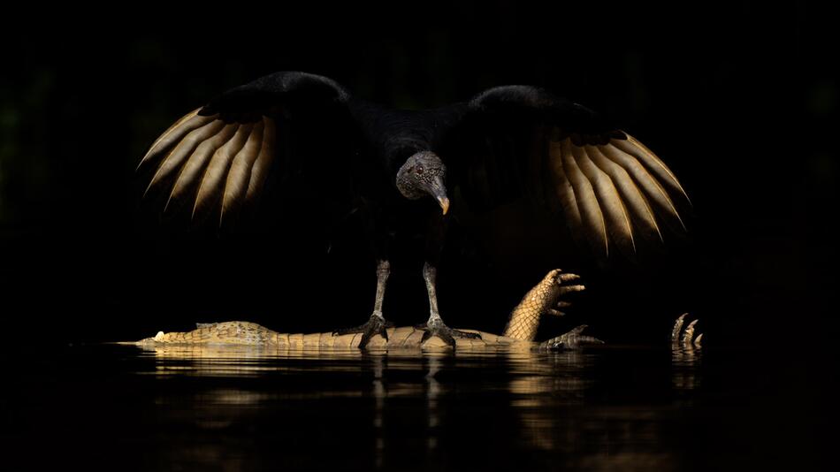 Magische Momente: Fotos zeigen die Natur in ihrer ganzen Vielfalt