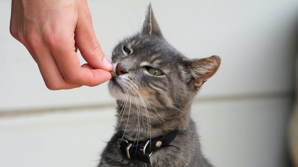 Liebe geht auch bei Katzen durch den Magen.