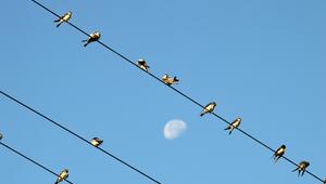 Vögel sitzen auf drei verschiedenen Stromleitungen. Blauer Himmel im Hintergrund.