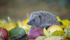 Ein Igel sitzt im Herbstlaub neben Äpfeln.