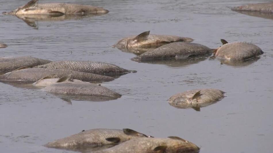 tote Fische in der Oder