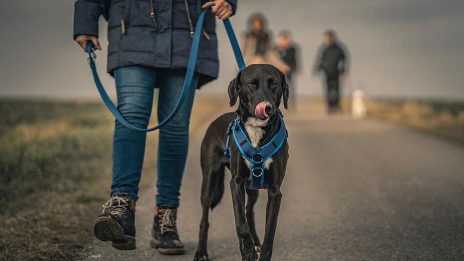 Große Hunde müssen an die Leine.