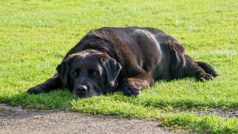 Hund wurde beim Einkaufen geklaut.