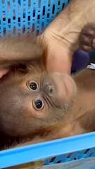 Polizei schnappt Schmuggler in Bangkok –Baby-Orang-Utans befreit