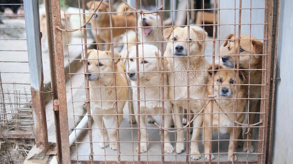 Tierheime haben mehr Aufnahmen als Vermittlungen.