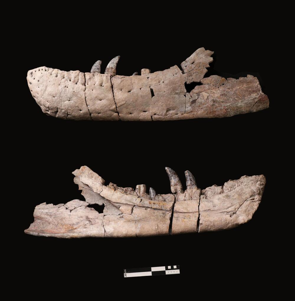 Studie: Engster Verwandter von T.rex entdeckt