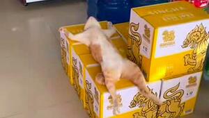 Tiefschlaf auf Bierkartons: Katze findet perfekten Platz für Nickerchen