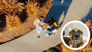 Drohne findet Ausreißer: Tierschützer orten entlaufene Hündin aus der Luft