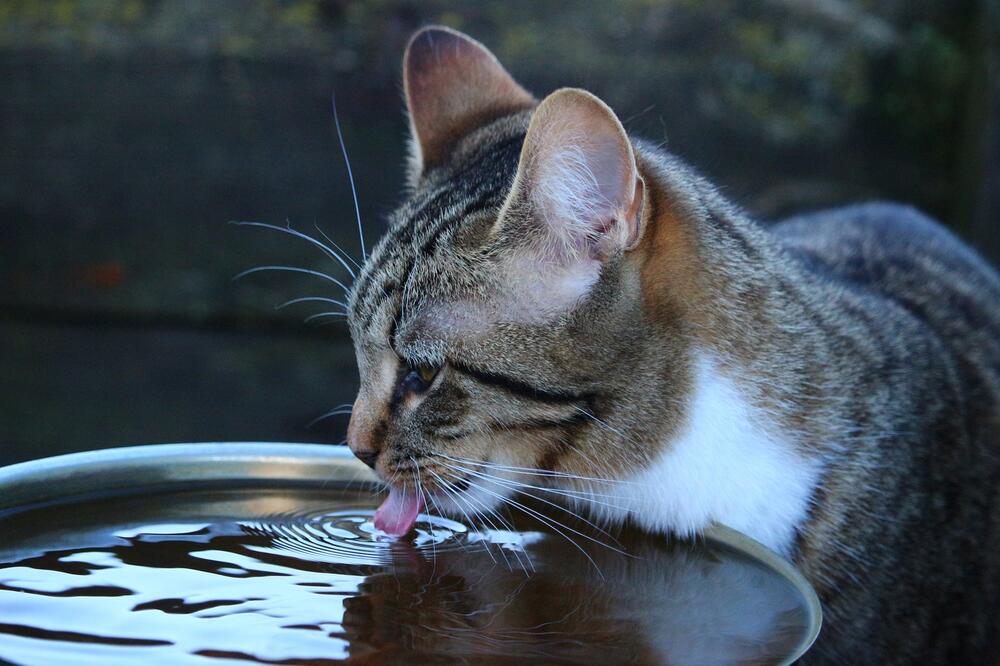 Wasser in das Futter mogeln, hilft auch.