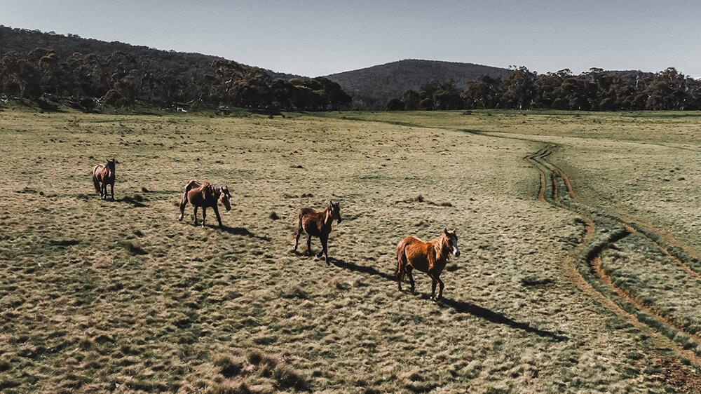 Die tödlichsten Tiere in Australien sind Pferde.