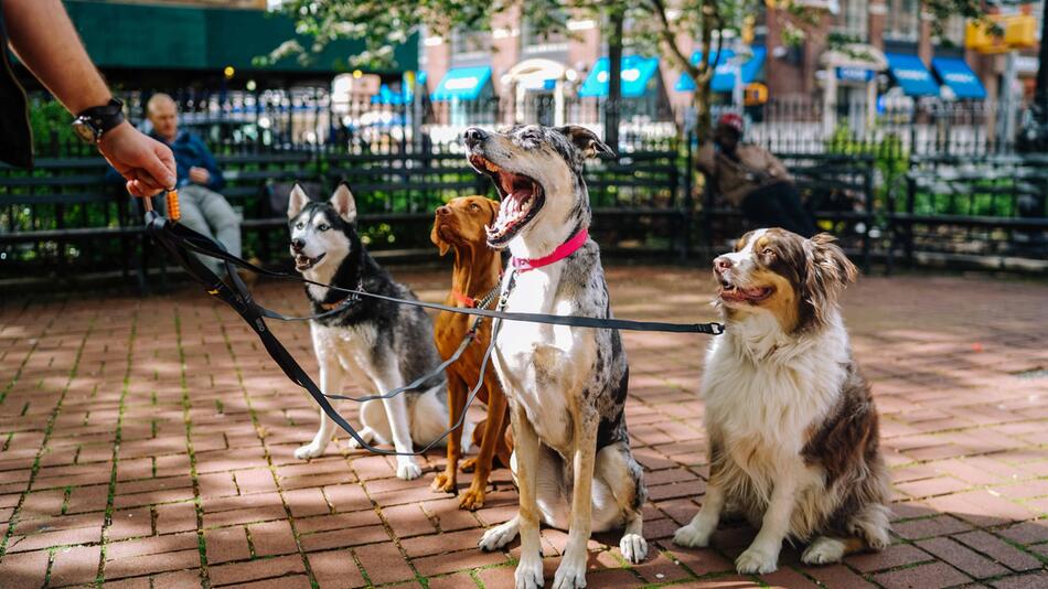 Hunde sind rassistisch – nur anders als Menschen.