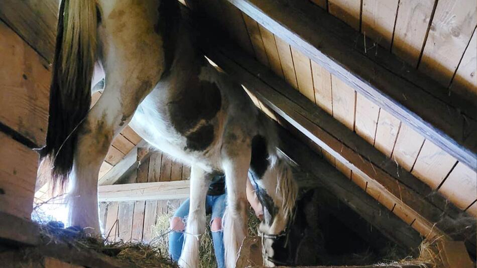 Pferd landete auf einem Dachboden.