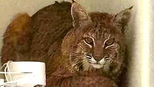 Raubkatze im Wohnzimmer: Luchs zeigt Polizisten die kalte Schulter