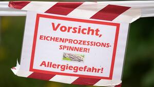Warnung vor Eichenprozessionsspinnern